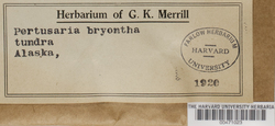 Pertusaria bryontha image