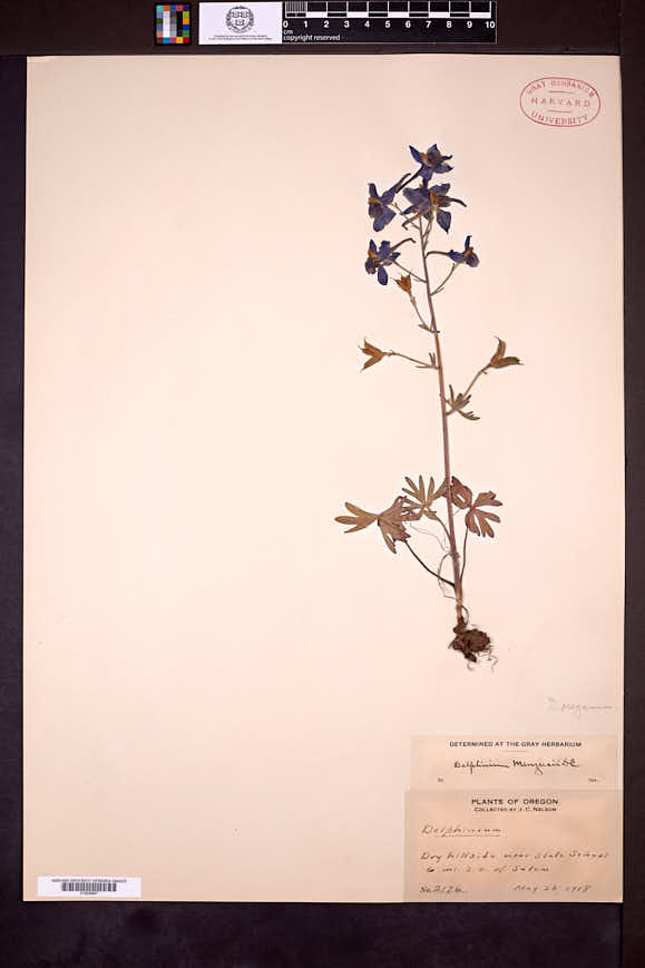 Delphinium oreganum image