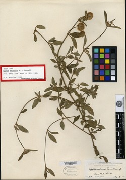 Image of Hyptis lantanifolia