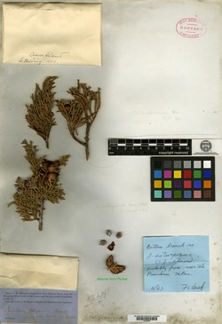 Juniperus tetragona image
