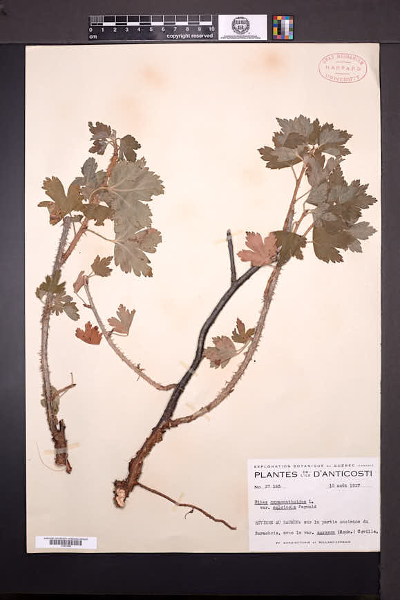 Ribes hirtellum var. calcicola image