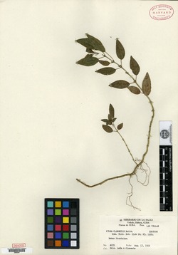 Image of Pilea clementis