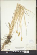 Carex alopecoidea image