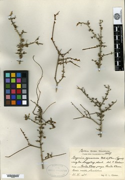 Eugenia anthacanthoides image