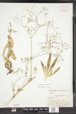 Gypsophila scorzonerifolia image