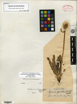 Agoseris maculata image