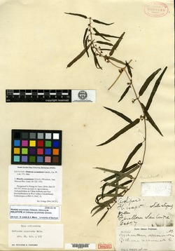 Image of Matelea acuminata