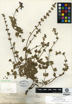 Salvia veronicaefolia image