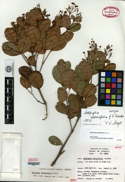 Image of Malpighia obtusifolia