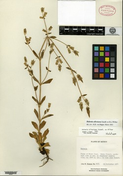 Image of Halenia alleniana