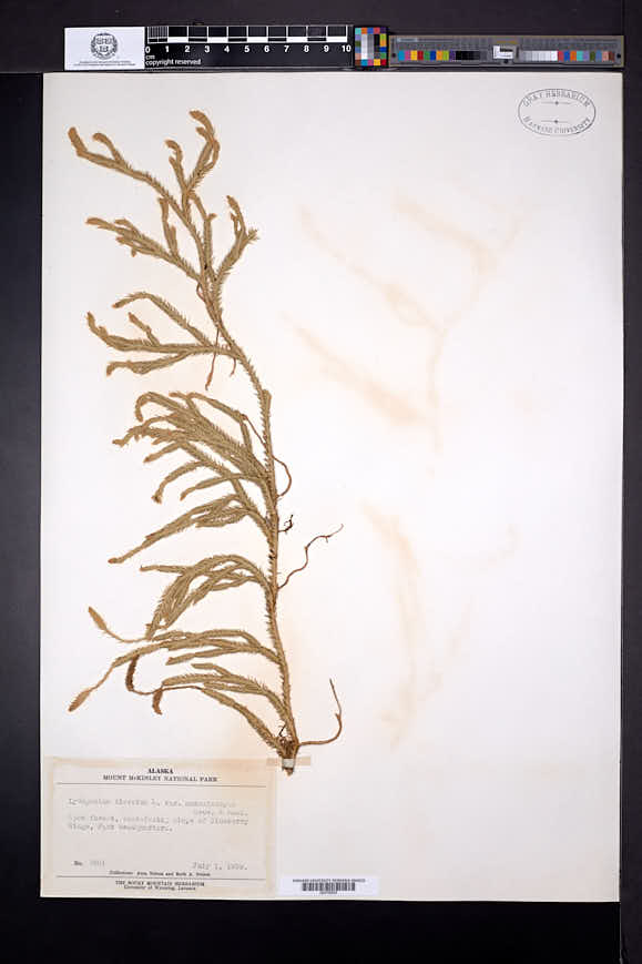 Lycopodium lagopus image