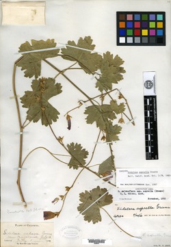Image of Sidalcea asprella