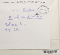 Placynthium flabellosum image