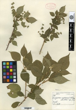 Image of Acalypha euphrasiostachys