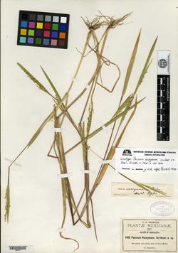 Image of Panicum vaseyanum