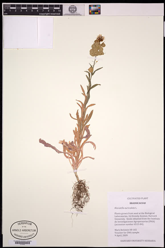 Image of Biscutella auriculata