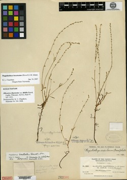 Allocarya charaxata image