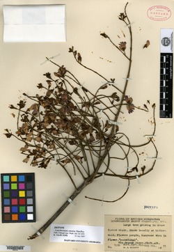 Lonchocarpus amarus image
