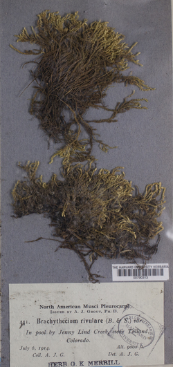 Brachythecium rivulare image
