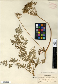 Image of Ligusticum goldmani
