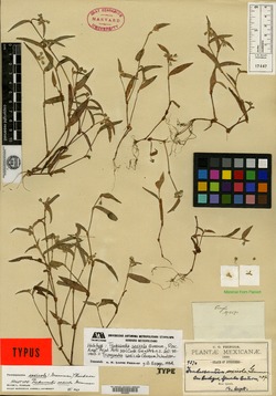 Tripogandra saxicola image