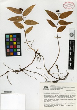 Image of Maianthemum comaltepecense