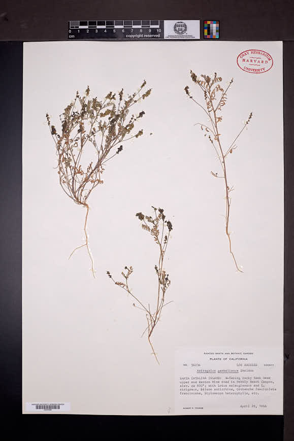 Astragalus gambellianus image