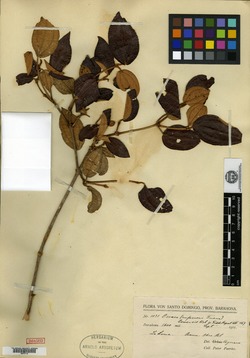 Image of Calycogonium lomense