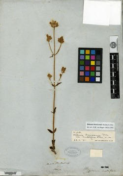 Halenia multiflora image