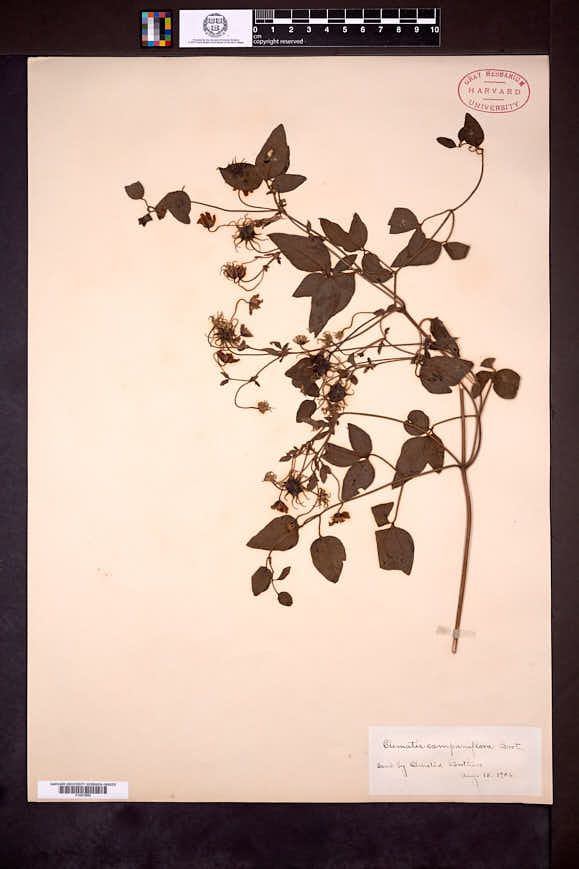 Image of Clematis campaniflora