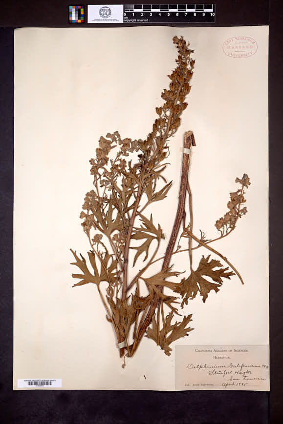 Delphinium californicum image