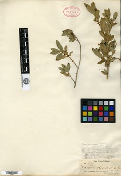 Image of Buxus glomerata