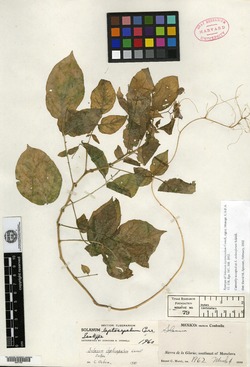 Image of Solanum leptosepalum