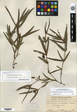 Image of Eriosema pinetorum