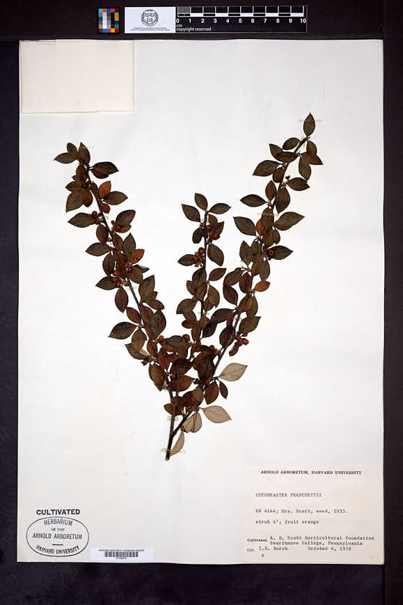 Cotoneaster franchetii image