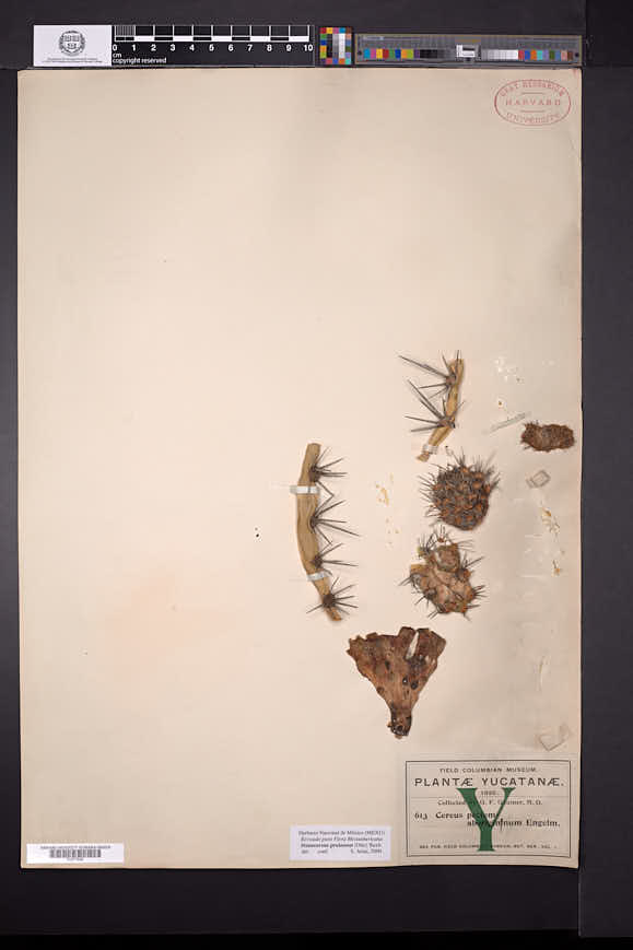Pachycereus pecten-aboriginum image