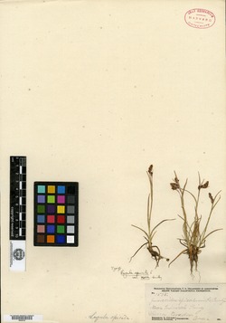 Luzula spicata subsp. spicata image
