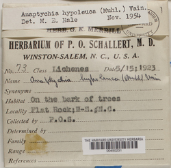 Polyblastidium hypoleucum image