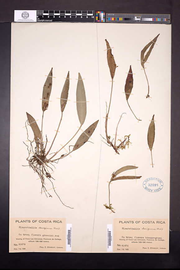 Acianthera decipiens image