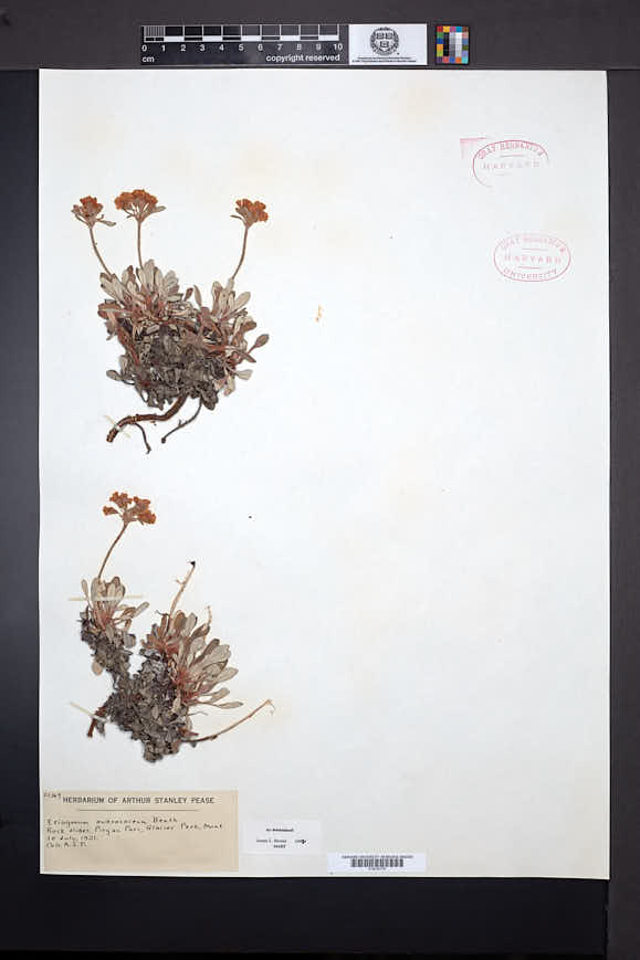Eriogonum androsaceum image