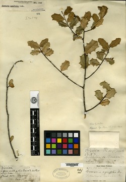 Casearia aquifolia image