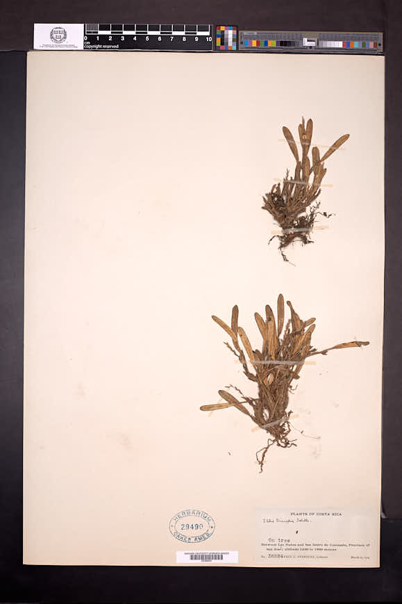 Stelis spathulata image
