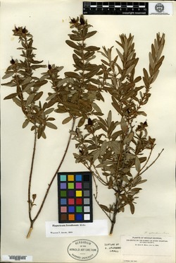 Image of Hypericum splendens