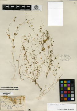 Image of Drymaria tenuis