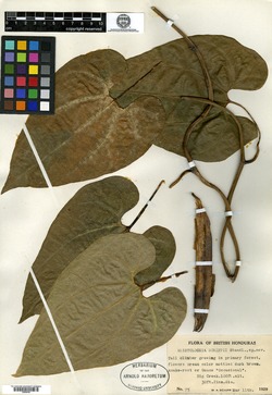 Aristolochia schippii image