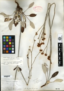 Eriogonum harfordii image