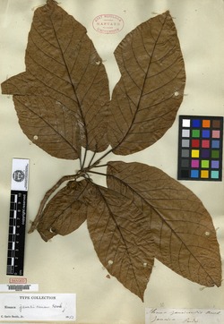 Image of Sloanea jamaicensis