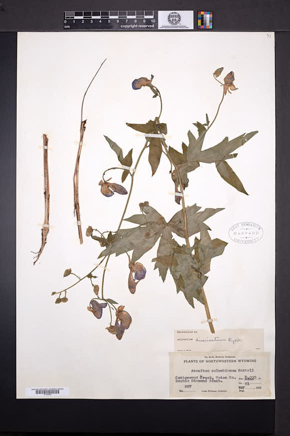 Aconitum divaricatum image