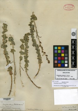 Image of Streptanthus barbatus