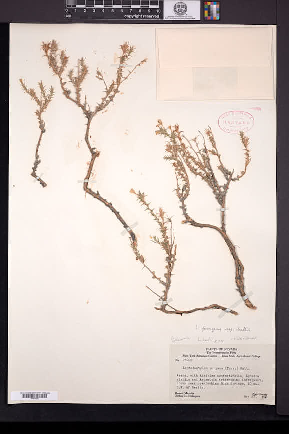 Linanthus pungens subsp. hallii image